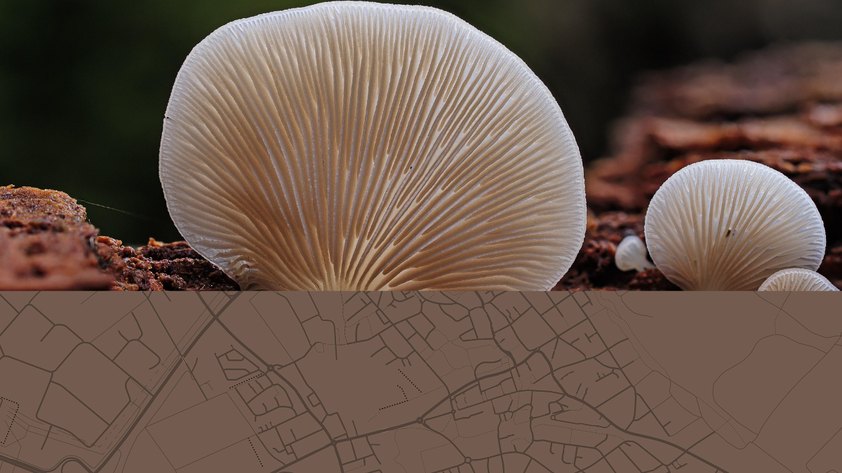 Detailaufnahme eines Pilzes mit feinen Lamellen, darunter eine abstrahierte Straßenkarte