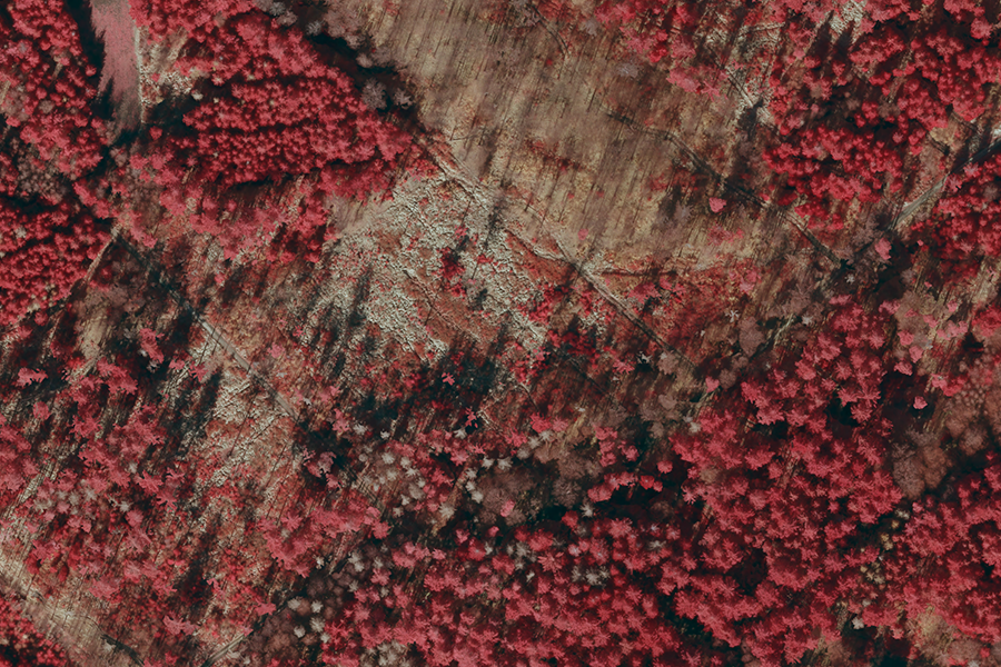 Infrarot-Luftbild eines durch Rodung geprägten Waldstücks