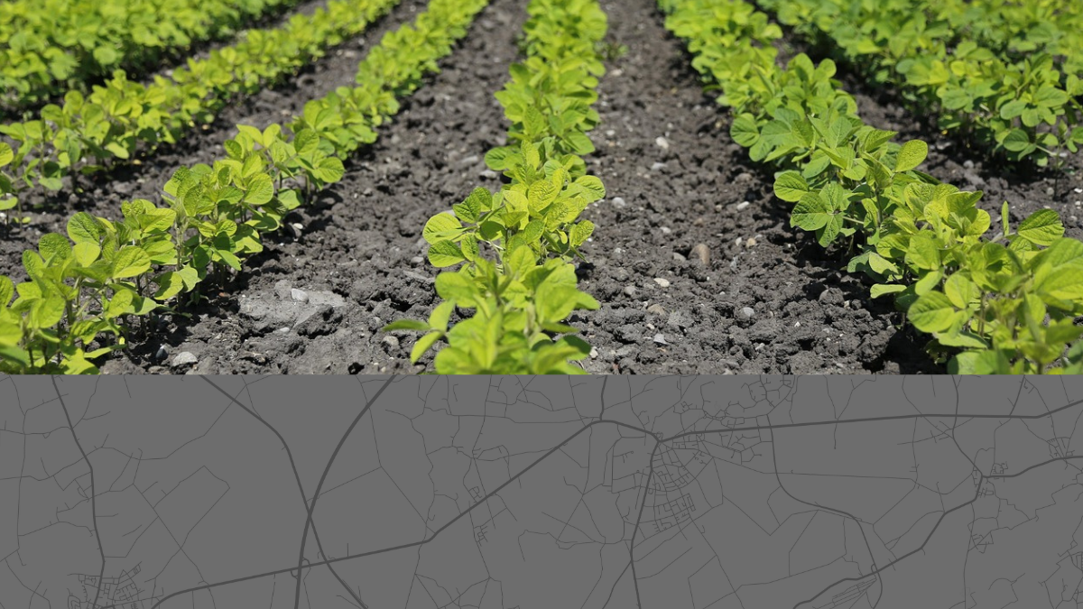 Reihen grüner Pflanzen in einem landwirtschaftlichen Feld, kombiniert mit einer Straßenkarte