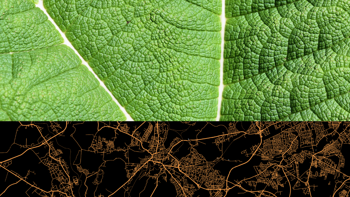Nahaufnahme eines grünen Blattes mit feiner Blattstruktur, darunter eine schematische Straßenkarte